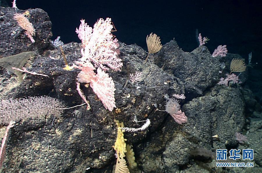 The photo taken on May 29, 2019 shows a sponge and coral garden shot by China\'s remote operated vehicle (ROV), Discovery, in the sea bottom of western Pacific Ocean. (Photo/Xinhua)