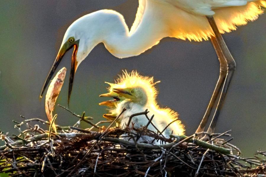Egrets are seen in Xiangshan Forest Park in Nanchang city, Jiangxi Province, in May 2019. (Photo by Xu Nanping/for chinadaily.com.cn)