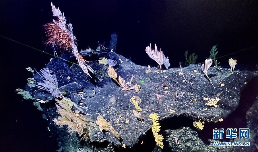 The photo taken on May 29, 2019 shows a sponge and coral garden shot by China\'s remote operated vehicle (ROV), Discovery, in the sea bottom of western Pacific Ocean. (Photo/Xinhua)