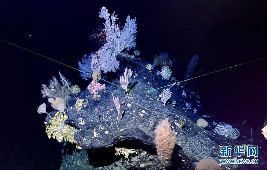 The photo taken on May 29, 2019 shows a sponge and coral garden shot by China\'s remote operated vehicle (ROV), Discovery, in the sea bottom of western Pacific Ocean. (Photo/Xinhua)