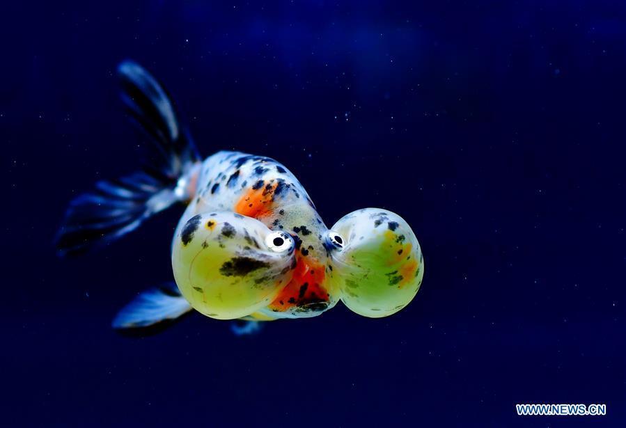 Photo taken on May 29, 2019 shows the goldfish during the 2nd international goldfish competition in Fuzhou, capital of southeast China\'s Fujian Province. (Xinhua/Wei Peiquan)