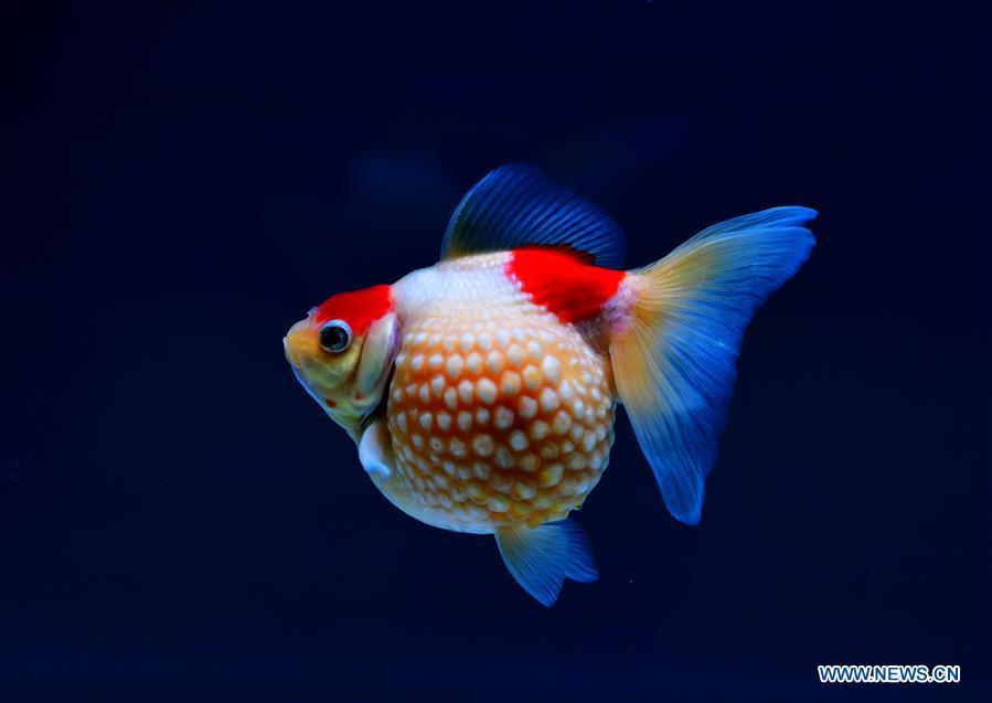 Photo taken on May 29, 2019 shows the goldfish during the 2nd international goldfish competition in Fuzhou, capital of southeast China\'s Fujian Province. (Xinhua/Wei Peiquan)