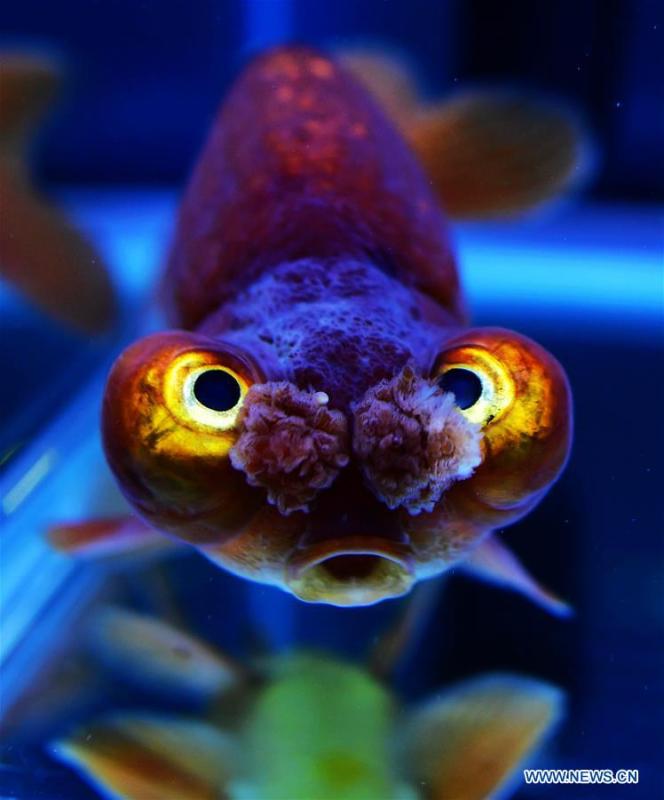Photo taken on May 29, 2019 shows the goldfish during the 2nd international goldfish competition in Fuzhou, capital of southeast China\'s Fujian Province. (Xinhua/Wei Peiquan)