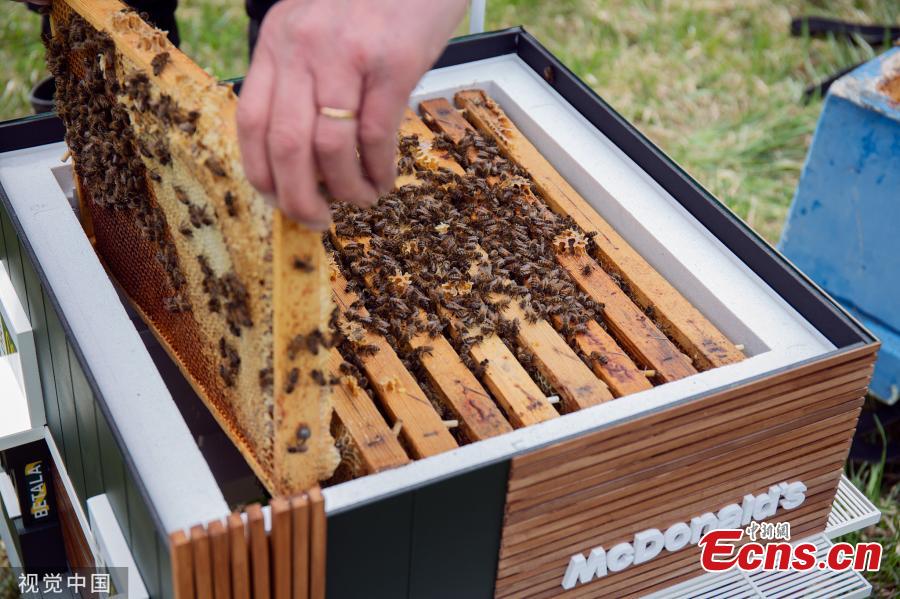 The world’s smallest McDonald’s has opened its doors in Sweden and it has everyone buzzing — literally. Called the McHive, the tiny McDonald’s is not serving burgers and fries to fast-food fans, it’s actually a fully functioning beehive for thousands of bees. The McHive features two drive-thru windows, a patio and outdoor seating, sleek wood panelling, and McDonald’s advertisements on the windows. (Photo/Agencies)