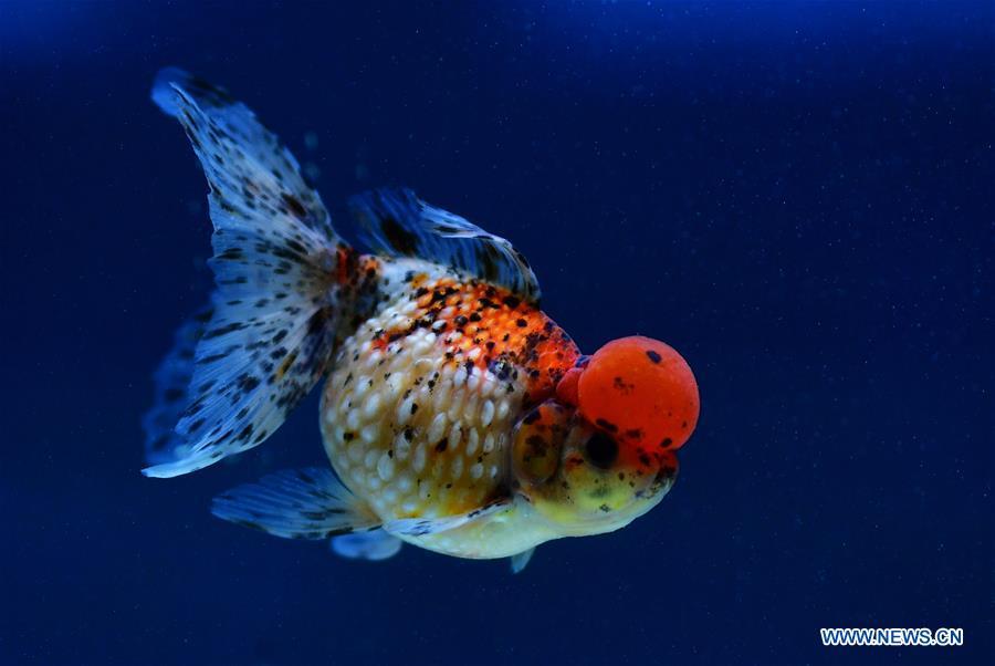 Photo taken on May 29, 2019 shows the goldfish during the 2nd international goldfish competition in Fuzhou, capital of southeast China\'s Fujian Province. (Xinhua/Wei Peiquan)