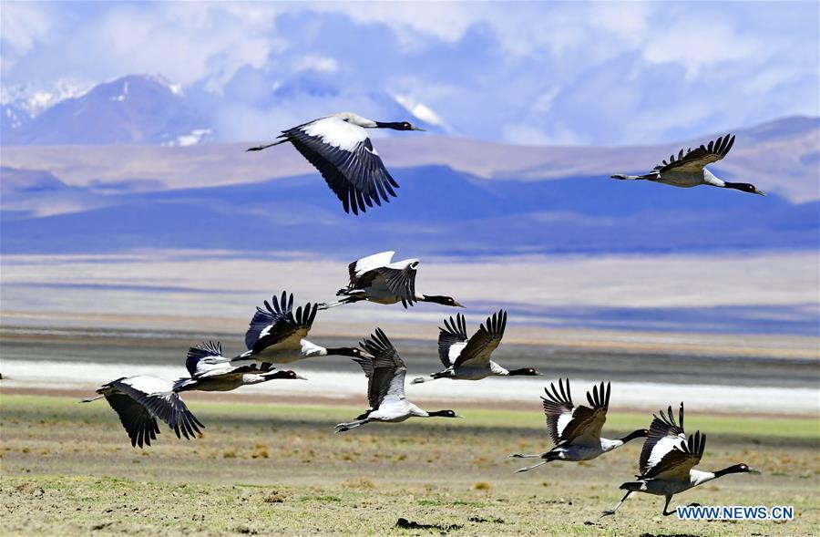 Black-necked cranes fly over the in Doqen Co (Lake) Yadong County, southwest China\'s Tibet Autonomous Region, May 29, 2019. (Xinhua/Zhang Rufeng)