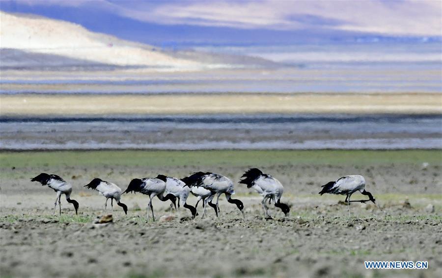 Black-necked cranes forage on the Doqen Co (Lake) in Yadong County, southwest China\'s Tibet Autonomous Region, May 29, 2019. (Xinhua/Zhang Rufeng)