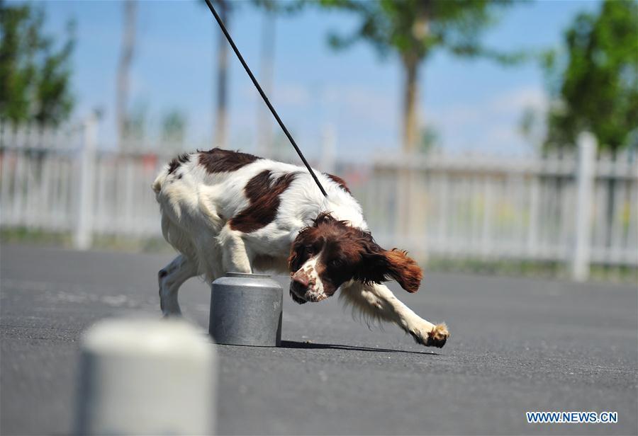 A police dog is trained in a drill in Harbin, northeast China\'s Heilongjiang Province, May 30, 2019. (Xinhua/Liu Song)