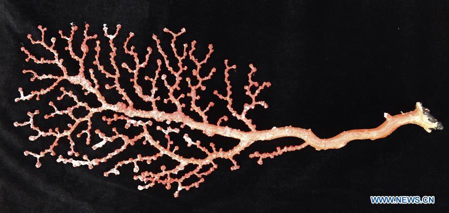 Photo taken on May 30, 2019 shows the coral collected by Discovery, a remote operated vehicle (ROV) aboard China\'s research vessel KEXUE (Science), in western Pacific Ocean in a recent dive. KEXUE is carrying out a 20-day long investigation over a series of seamounts in the south of the Mariana Trench in the western Pacific Ocean. (Xinhua/Zhang Xudong)