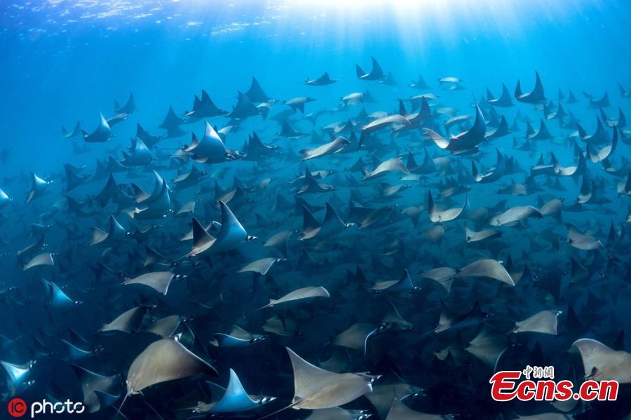 Dive instructor Jay Clue was lucky to find one of the largest-ever schools of manta rays migrating off the coast of Baja California Sur, Mexico. The harmless rays allowed divers to swim above them. (Photo/ICphoto)