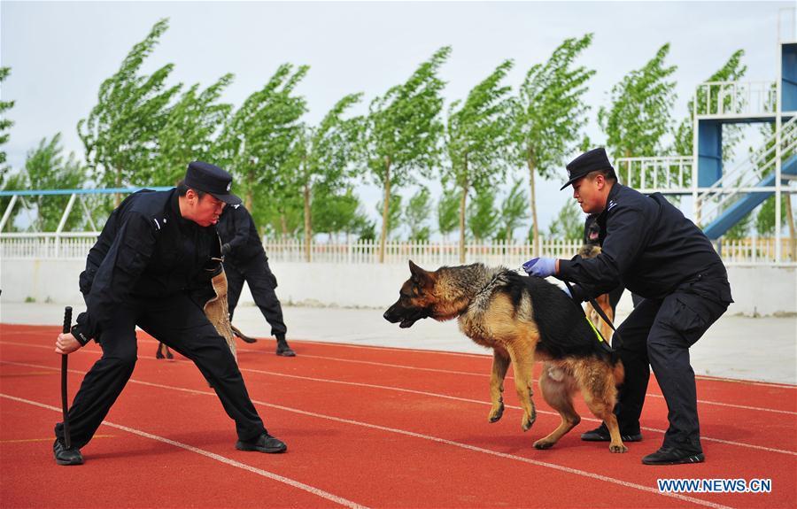 A police dog is trained in a drill in Harbin, northeast China\'s Heilongjiang Province, May 30, 2019. (Xinhua/Liu Song)