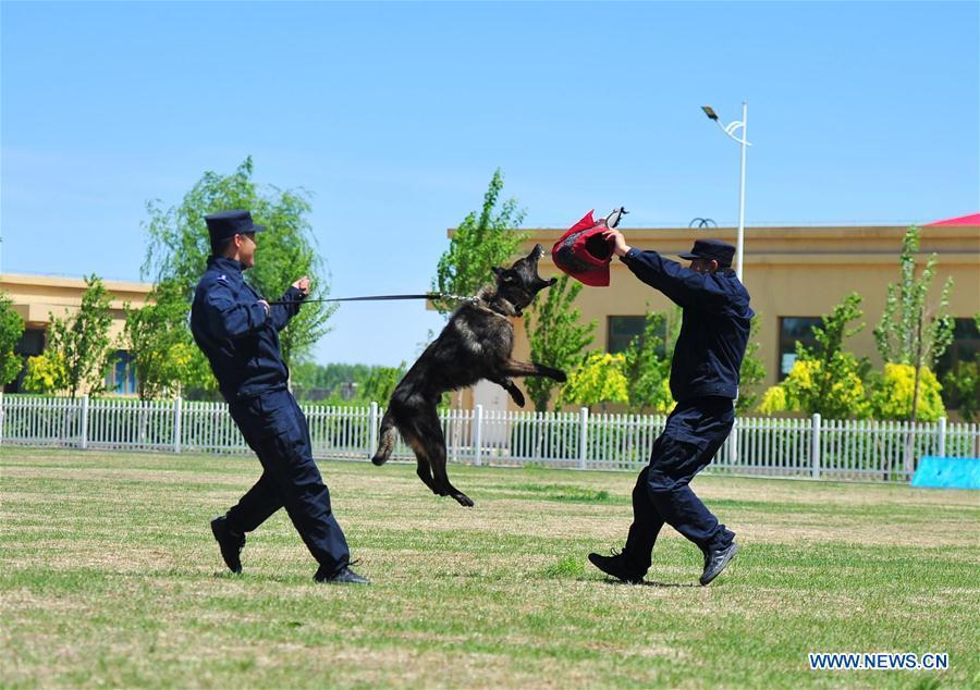 A police dog jumps in a drill in Harbin, northeast China\'s Heilongjiang Province, May 30, 2019. (Xinhua/Liu Song)