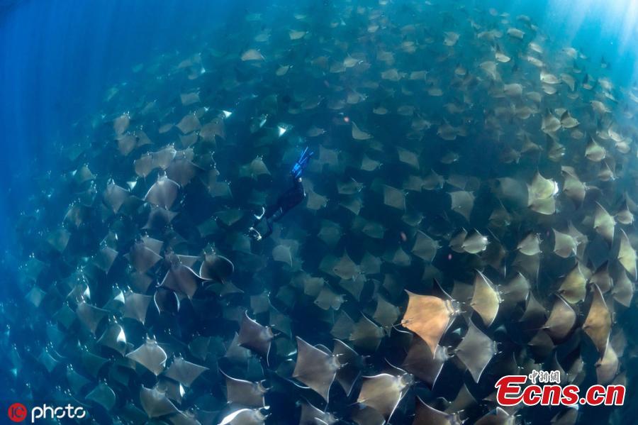 Dive instructor Jay Clue was lucky to find one of the largest-ever schools of manta rays migrating off the coast of Baja California Sur, Mexico. The harmless rays allowed divers to swim above them. (Photo/ICphoto)