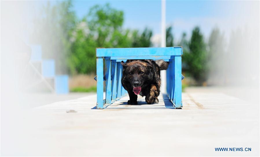 A police dog acts in a drill in Harbin, northeast China\'s Heilongjiang Province, May 30, 2019. (Xinhua/Liu Song)