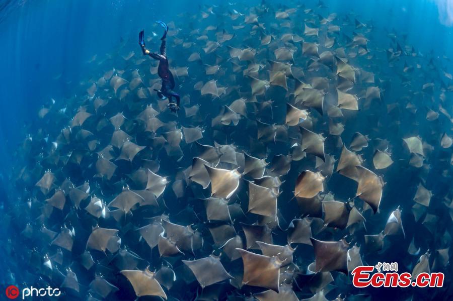 Dive instructor Jay Clue was lucky to find one of the largest-ever schools of manta rays migrating off the coast of Baja California Sur, Mexico. The harmless rays allowed divers to swim above them. (Photo/ICphoto)