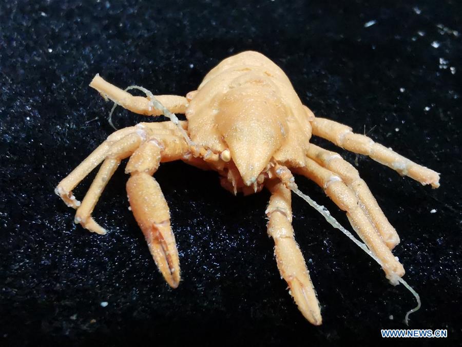 Photo taken on May 30, 2019 shows the squat lobster collected by Discovery, a remote operated vehicle (ROV) aboard China\'s research vessel KEXUE (Science), in western Pacific Ocean in a recent dive. KEXUE is carrying out a 20-day long investigation over a series of seamounts in the south of the Mariana Trench in the western Pacific Ocean. (Xinhua/Zhang Xudong)