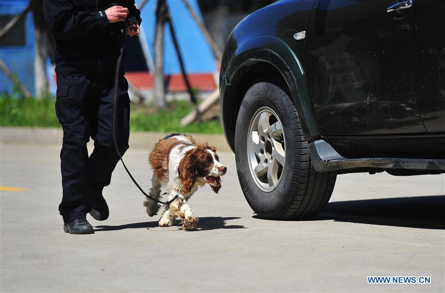 A police dog sniffs in a drill in Harbin, northeast China\'s Heilongjiang Province, May 30, 2019. (Xinhua/Liu Song)