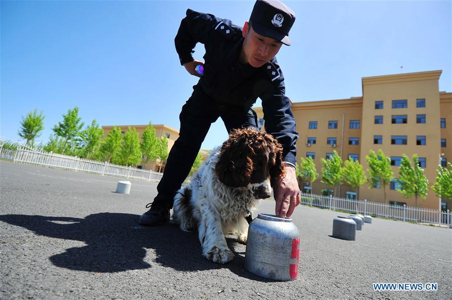 A police dog is trained in a drill in Harbin, northeast China\'s Heilongjiang Province, May 30, 2019. (Xinhua/Liu Song)