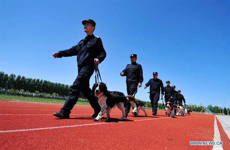 Police dogs and trainers are seen in a drill in Harbin, northeast China\'s Heilongjiang Province, May 30, 2019. (Xinhua/Liu Song)