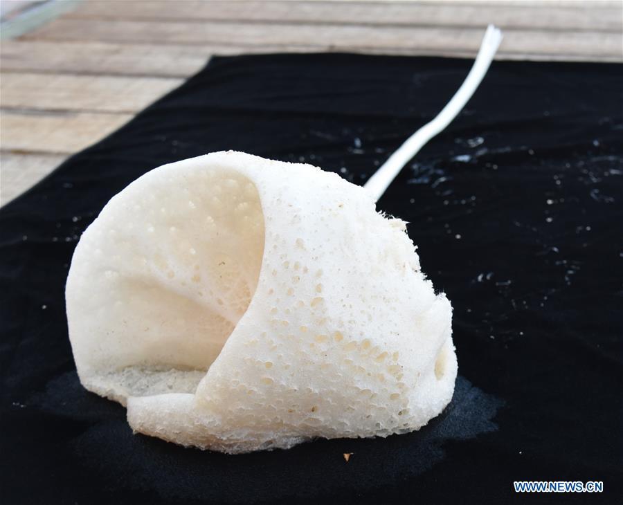 Photo taken on May 30, 2019 shows the sponge collected by Discovery, a remote operated vehicle (ROV) aboard China\'s research vessel KEXUE (Science), in western Pacific Ocean in a recent dive. KEXUE is carrying out a 20-day long investigation over a series of seamounts in the south of the Mariana Trench in the western Pacific Ocean. (Xinhua/Zhang Xudong)