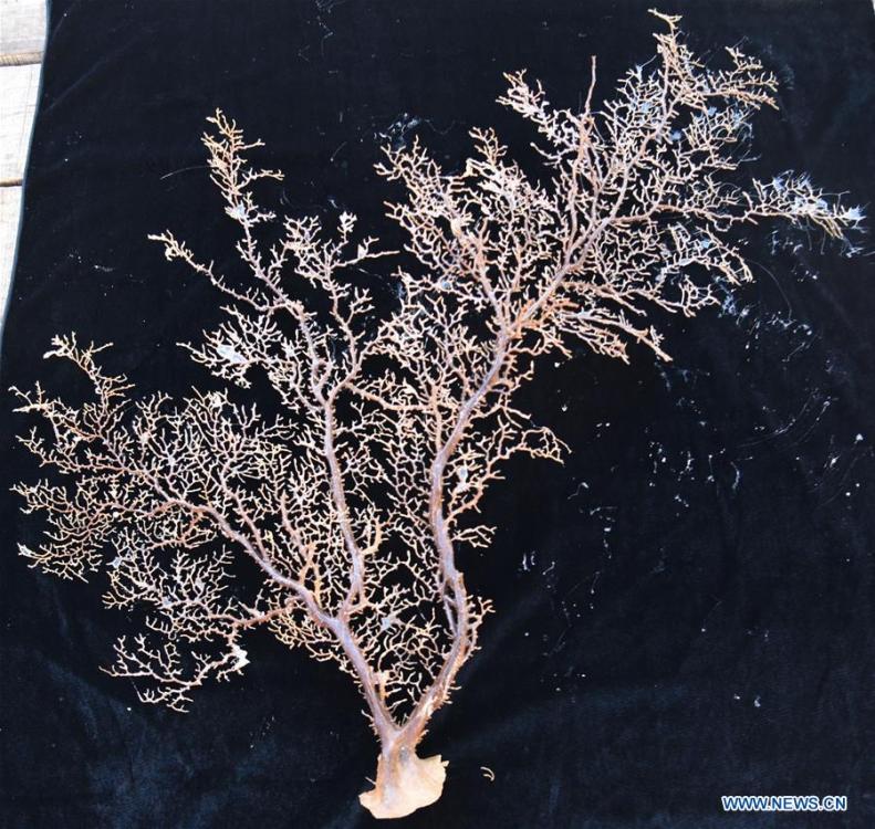Photo taken on May 30, 2019 shows the coral collected by Discovery, a remote operated vehicle (ROV) aboard China\'s research vessel KEXUE (Science), in western Pacific Ocean in a recent dive. KEXUE is carrying out a 20-day long investigation over a series of seamounts in the south of the Mariana Trench in the western Pacific Ocean. (Xinhua/Zhang Xudong)