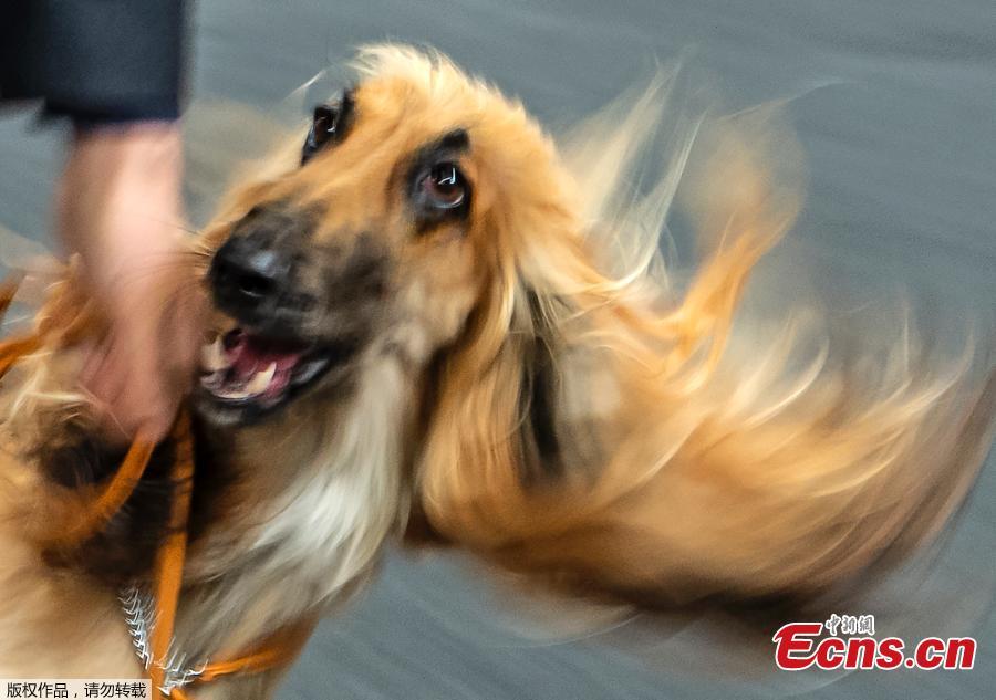 In this picture taken with a long time exposure an Afghane dog runs in the ring during the International pedigree dog and purebred cat exhibition in Erfurt, Germany, Sunday, June 2, 2019. More than 3,600 dogs and around 160 cats with their owners and 49 breed judges from 15 different countries take part at the exhibition and the competitions during this weekend. (Photo/Agencies)