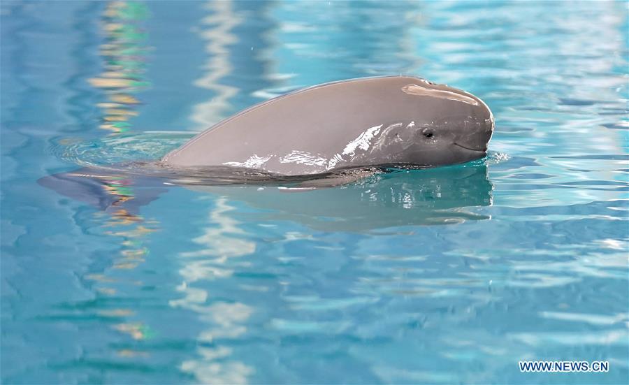 A little Yangtze finless porpoise code-named F7C plays in the breeding pond at the Institute of Hydrobiology under Chinese Academy of Sciences in Wuhan, central China\'s Hubei Province, June 2, 2019. The 1-year-old male finless porpoise, reproduced via an artificial breeding program, celebrated its birthday on Sunday. Rarer than China\'s giant panda, the finless porpoise is a mammal similar to the dolphin, and now teeters on the brink of extinction, with a population of around 1,000. (Xinhua/Cheng Min)