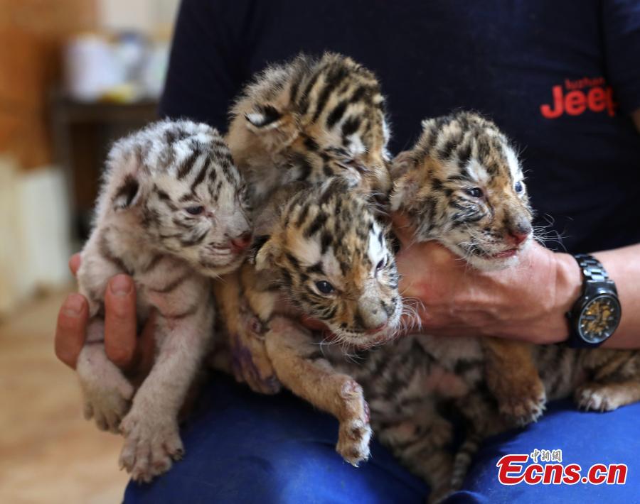 A Bengal tiger has given birth to four cubs including a genetic mutant white tiger in the Shendiaoshan Wildlife Park in Rongcheng City, East China’s Shandong Province. The tiger cubs are in good health and now living on milk powder. (Photo: China News Service/Lin Haizhen)
