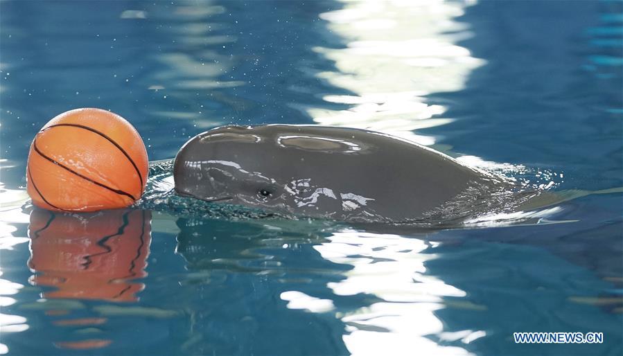 A little Yangtze finless porpoise code-named F7C plays in the breeding pond at the Institute of Hydrobiology under Chinese Academy of Sciences in Wuhan, central China\'s Hubei Province, June 2, 2019. The 1-year-old male finless porpoise, reproduced via an artificial breeding program, celebrated its birthday on Sunday. Rarer than China\'s giant panda, the finless porpoise is a mammal similar to the dolphin, and now teeters on the brink of extinction, with a population of around 1,000. (Xinhua/Cheng Min)