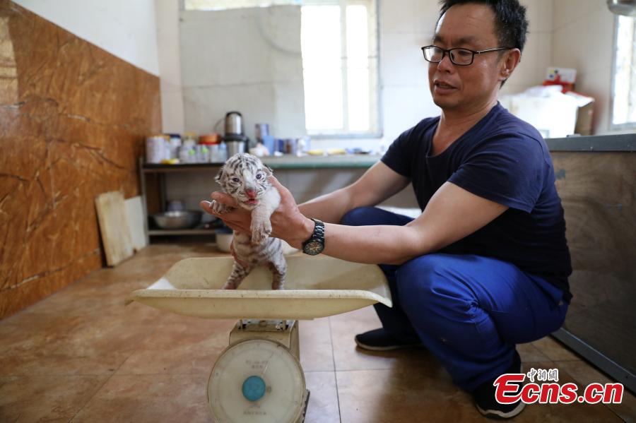 A Bengal tiger has given birth to four cubs including a genetic mutant white tiger in the Shendiaoshan Wildlife Park in Rongcheng City, East China’s Shandong Province. The tiger cubs are in good health and now living on milk powder. (Photo: China News Service/Lin Haizhen)