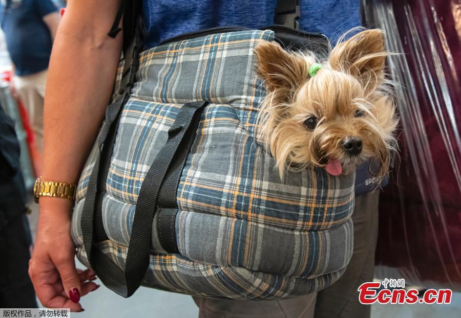 A woman transports a Yorkshire Terrier dog during the International pedigree dog and purebred cat exhibition in Erfurt, Germany, Sunday, June 2, 2019. More than 3,600 dogs and around 160 cats with their owners and 49 breed judges from 15 different countries take part at the exhibition and the competitions during this weekend. (Photo/Agencies)