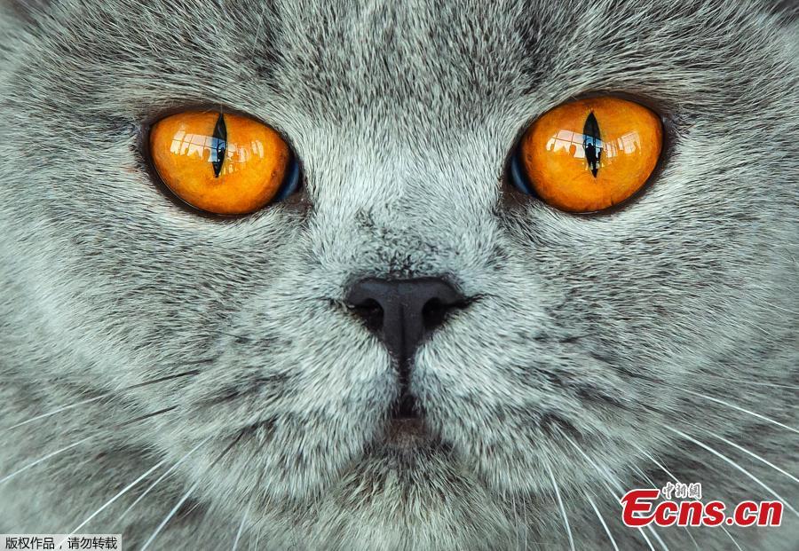A British Shorthair cat waits during the jury session at the International pedigree dog and purebred cat exhibition in Erfurt, Germany, Sunday, June 2, 2019. More than 3,600 dogs and around 160 cats with their owners and 49 breed judges from 15 different countries take part at the exhibition and the competitions during this weekend. (Photo/Agencies)