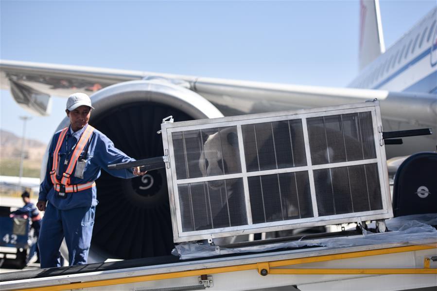 An airport worker transfers a giant panda at Caojiapu International Airport in Xining, capital city of northwest China\'s Qinghai Province, June 3, 2019. Two giant pandas, named Hexing and Shuangxin, who were from the Chengdu Research Base of Giant Panda Breeding, arrived in Xining on Monday, becoming the first giant pandas to settle down in the plateau city. (Xinhua/Wu Gang)