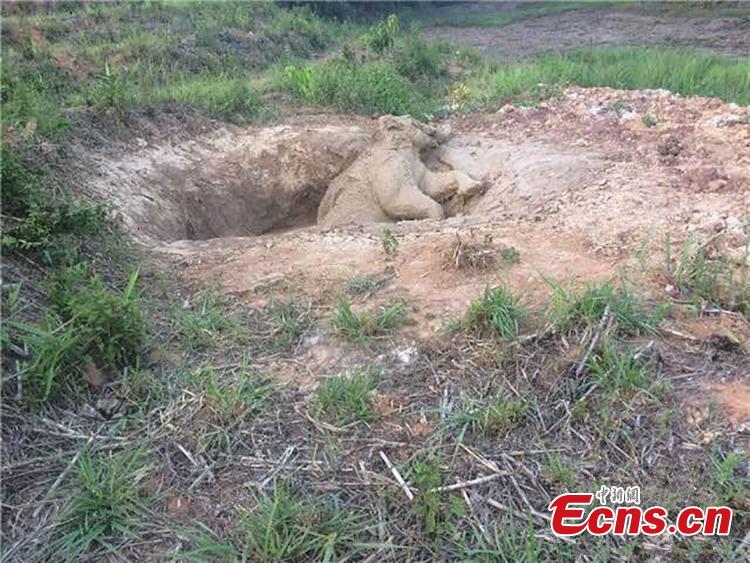 A wild Asian elephant struggles in a pool in Dadugang Township, Xishuangbanna Dai Autonomous Prefecture, Yunnan Province, June 3, 2019. The elephant was freed by 38 rescuers who dug a slope near the pool. (Photo: China News Service/Chang Zongbo)