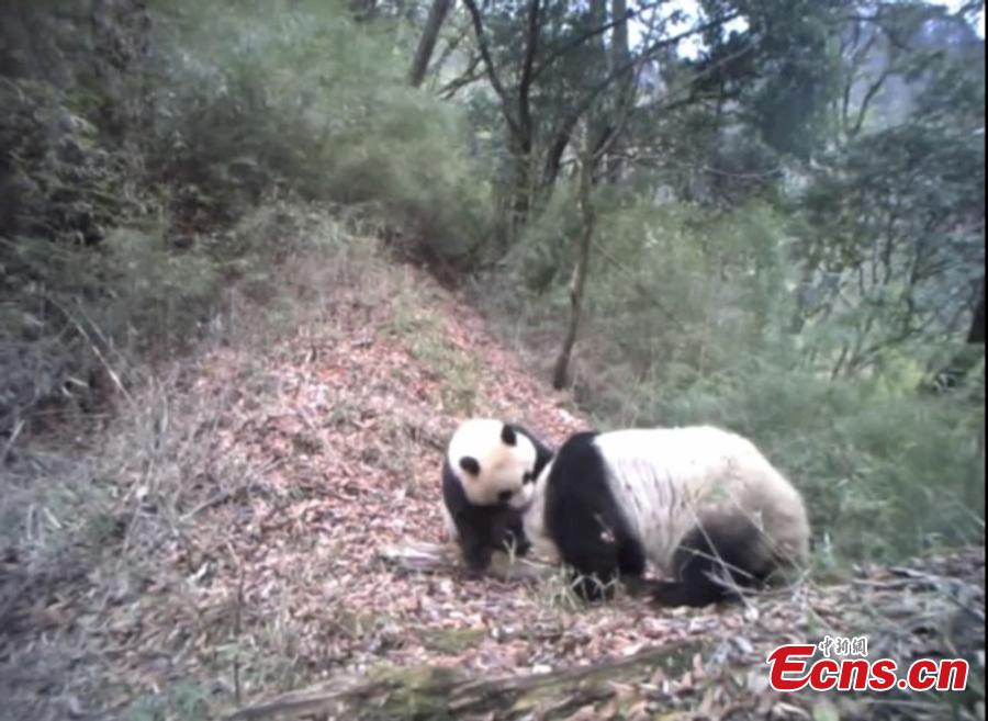 A still image taken from infrared camera footage shows a giant panda and its one-year-old cub in Baishuijiang National Nature Reserve, home to a large number of wild pandas in Gansu Province. The footage shows the cub playing with its mother, at times cuddling her in the manner of a human toddler. (Photo provided to China News Service)