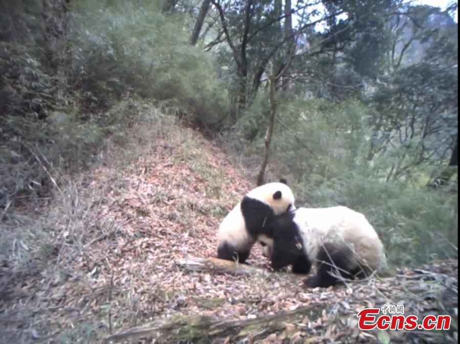 A still image taken from infrared camera footage shows a giant panda and its one-year-old cub in Baishuijiang National Nature Reserve, home to a large number of wild pandas in Gansu Province. The footage shows the cub playing with its mother, at times cuddling her in the manner of a human toddler. (Photo provided to China News Service)