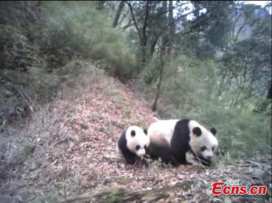 A still image taken from infrared camera footage shows a giant panda and its one-year-old cub in Baishuijiang National Nature Reserve, home to a large number of wild pandas in Gansu Province. The footage shows the cub playing with its mother, at times cuddling her in the manner of a human toddler. (Photo provided to China News Service)