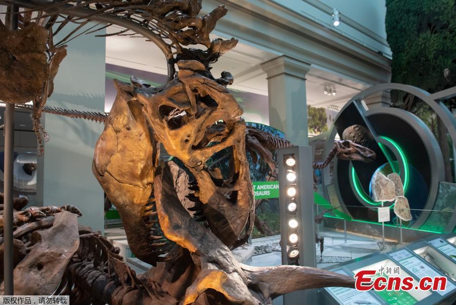 Photo taken on June 4, 2019 shows an exhibit in the new dinosaur and fossil hall of the Smithsonian\'s National Museum of Natural History in Washington D.C., the United States. The Smithsonian\'s National Museum of Natural History will reopen its dinosaur and fossil hall \