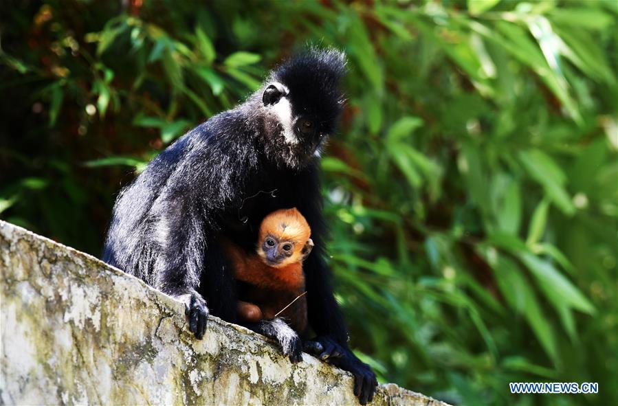 A Francois\' langur is seen with its baby in the Mayanghe National Nature Reserve in Guizhou Province, southwest China, June 4, 2019. Thanks to a series of protective measures, the number of Francois\' langurs in the Mayanghe National Nature Reserve has been increasing in recent years. According to latest official statistics, there are currently more than 550 Francois\' langurs in the nature reserve. Also known as Francois\' leaf monkeys, the species is one of China\'s most endangered wild animals and is under top national-level protection. It is also one of the endangered species on the International Union for Conservation of Nature red list. The species are found in China\'s Guangxi, Guizhou and Chongqing. (Xinhua/Yang Wenbin)
