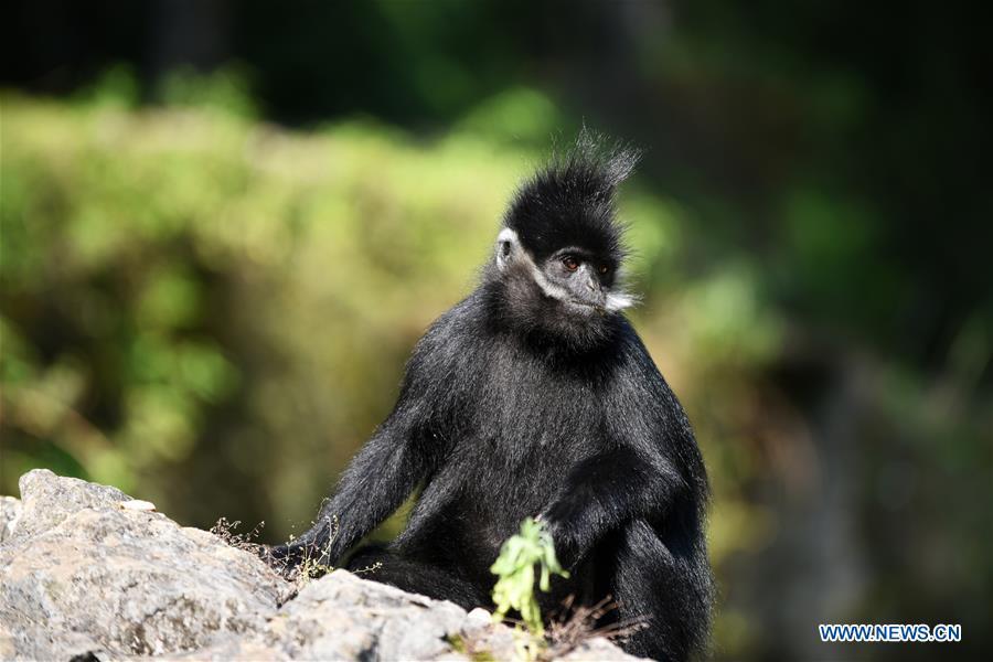 A Francois\' langur is seen in the Mayanghe National Nature Reserve in Guizhou Province, southwest China, June 4, 2019. Thanks to a series of protective measures, the number of Francois\' langurs in the Mayanghe National Nature Reserve has been increasing in recent years. According to latest official statistics, there are currently more than 550 Francois\' langurs in the nature reserve. Also known as Francois\' leaf monkeys, the species is one of China\'s most endangered wild animals and is under top national-level protection. It is also one of the endangered species on the International Union for Conservation of Nature red list. The species are found in China\'s Guangxi, Guizhou and Chongqing. (Xinhua/Yang Wenbin)