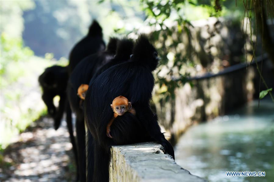 Francois\' langurs are seen with their babies in the Mayanghe National Nature Reserve in Guizhou Province, southwest China, June 4, 2019. Thanks to a series of protective measures, the number of Francois\' langurs in the Mayanghe National Nature Reserve has been increasing in recent years. According to latest official statistics, there are currently more than 550 Francois\' langurs in the nature reserve. Also known as Francois\' leaf monkeys, the species is one of China\'s most endangered wild animals and is under top national-level protection. It is also one of the endangered species on the International Union for Conservation of Nature red list. The species are found in China\'s Guangxi, Guizhou and Chongqing. (Xinhua/Yang Wenbin)
