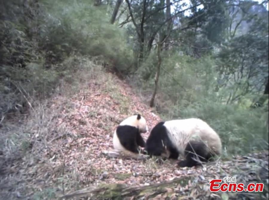 A still image taken from infrared camera footage shows a giant panda and its one-year-old cub in Baishuijiang National Nature Reserve, home to a large number of wild pandas in Gansu Province. The footage shows the cub playing with its mother, at times cuddling her in the manner of a human toddler. (Photo provided to China News Service)