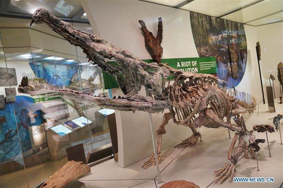 Photo taken on June 4, 2019 shows an exhibit in the new dinosaur and fossil hall of the Smithsonian\'s National Museum of Natural History in Washington D.C., the United States. The Smithsonian\'s National Museum of Natural History will reopen its dinosaur and fossil hall \