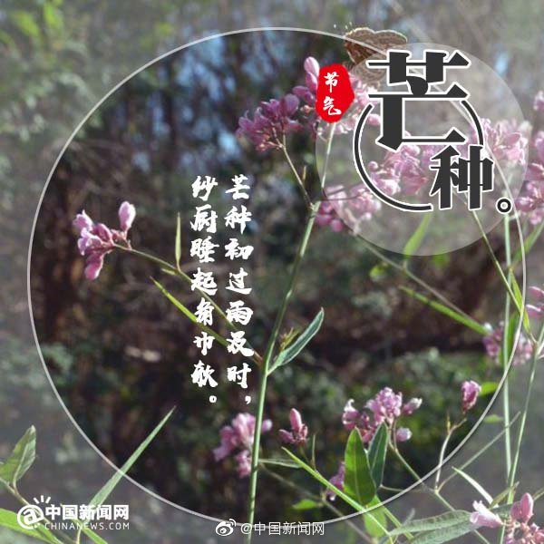Say farewell to the flora

In ancient China, on the second day of the second lunar month, people welcome the arrival of the Flower Goddess. During Grain in Ear people hold sacrificial ceremonies to bid farewell to the flora and show their gratitude.

Today, this custom does not exist in many areas of China. The liveliness and excitement of the ceremony can still be seen in the 27th chapter of the Chinese classic novel A Dream of Red Mansions by Cao Xueqin.