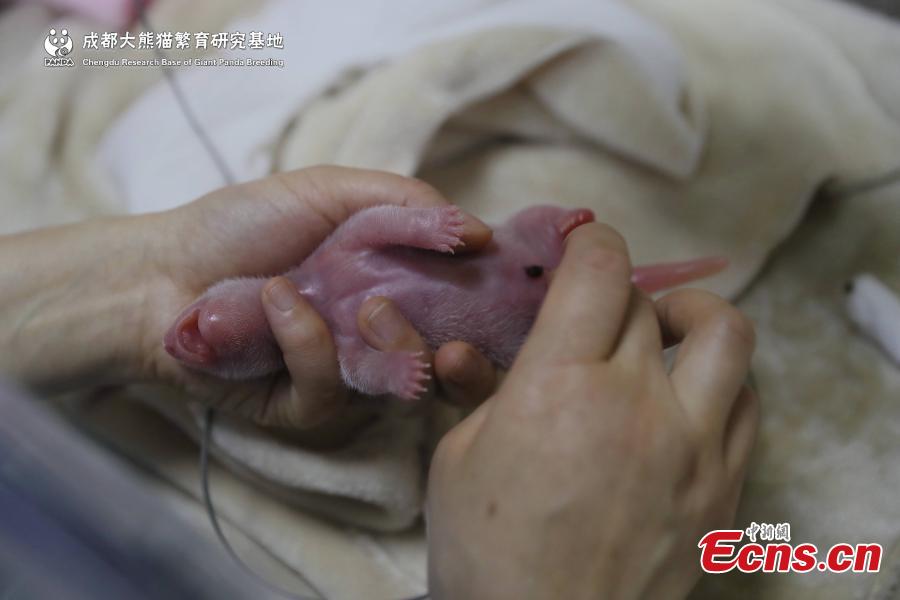 A captive-bred giant panda gave birth to the first cub of the year in Chengdu, capital of southwest China\'s Sichuan Province. The female cub, weighing 166.8 grams was born at 1:22 a.m. on June 5,2019 at Chengdu Research Base of Giant Panda Breeding. It is the world\'s first captive-bred panda born in 2019.(Photo provided to China News Service)