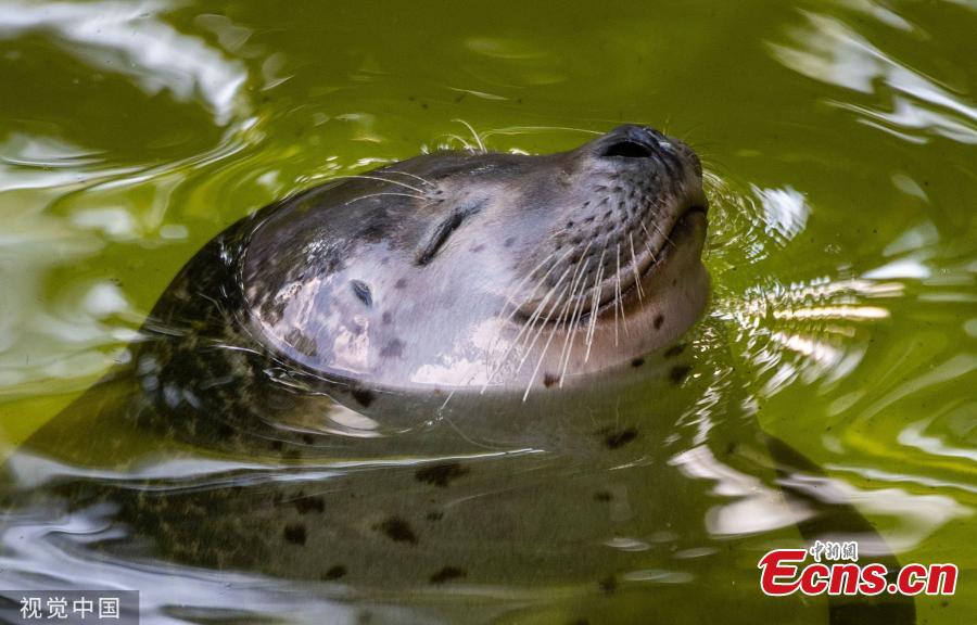 Animals swim in a pool at a zoo in Berlin, Germany on June 5, 2019 as the highest temperature in the city reached 30 degrees Celsius.  (Photo/VCG)