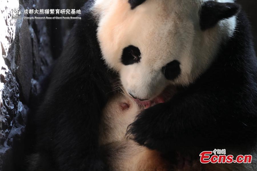 A captive-bred giant panda gave birth to the first cub of the year in Chengdu, capital of southwest China\'s Sichuan Province. The female cub, weighing 166.8 grams was born at 1:22 a.m. on June 5,2019 at Chengdu Research Base of Giant Panda Breeding. It is the world\'s first captive-bred panda born in 2019.(Photo provided to China News Service)