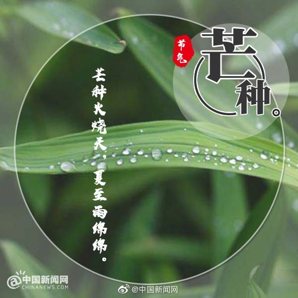 Have light food

Do not eat greasy or strongly flavored food during Grain in Ear, that\'s the healthcare advice given more than a thousand years ago by Chinese pharmaceutical expert Sun Simiao of the Tang Dynasty (AD618-907).

Generally, vegetables and coarse grains that work in lowering blood pressure and blood fat should be the first choice. During this season, people are encouraged to consume less lamb, pork, hot peppers, onions and ginger if they are frequently feeling thirsty and tired.