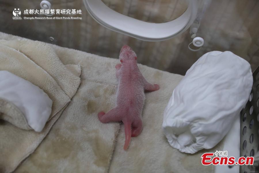 A captive-bred giant panda gave birth to the first cub of the year in Chengdu, capital of southwest China\'s Sichuan Province. The female cub, weighing 166.8 grams was born at 1:22 a.m. on June 5,2019 at Chengdu Research Base of Giant Panda Breeding. It is the world\'s first captive-bred panda born in 2019.(Photo provided to China News Service)