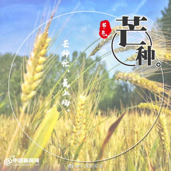 The Chinese lunar calendar divides the year into 24 solar terms. Grain in Ear, (Chinese: 芒種), the 9th solar term, begins on June 6 this year and ends on June 20.

The arrival of Grain in Ear signifies the ripening of crops such as barley and wheat. It is also a busy period for farmers.

The solar terms were created thousands of years ago to guide agricultural production. The culture remains useful today to guide people\'s lives through special foods, cultural ceremonies and healthy living tips that correspond with each term.

The following are seven things you need to know about Grain in Ear.